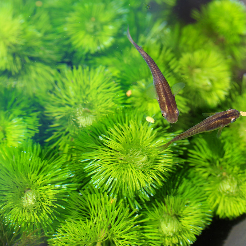 カボンバ ハゴロモモ 羽衣藻 金魚藻 ビオトープ 水生植物 Cabomba caroliniana
