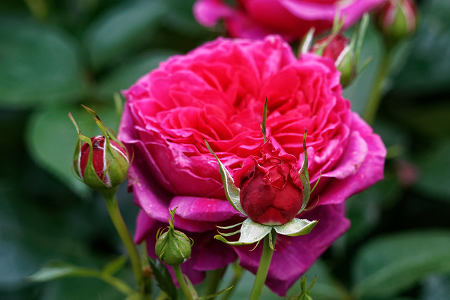 Duftrosen  /  Scented roses