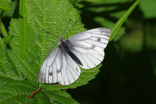 cambridgeshire monkswood pierisnapi butterfly greenveinedwhite insect nature wild wildlife