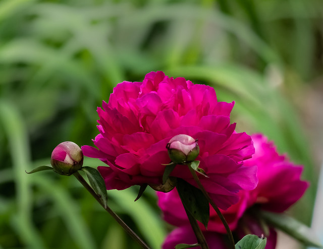 Peonie Red 2 (1 of 1)