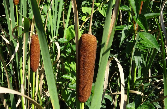 Cattails, TN rest stop I-81 1