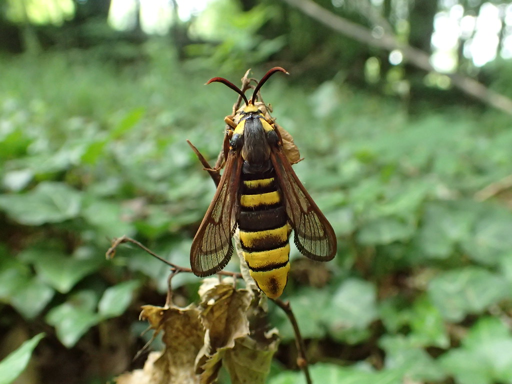 Sesia apiformis -  Sésie apiforme ou Sésie du peuplier - Hornet moth or Hornet clearwing - 15/06/20