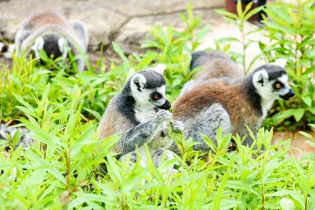 Ring-Tailed Lemur of Ueno Zoo : ワオキツネザル（上野動物園）