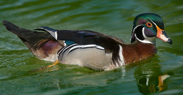 a wood duck (2/2) : very high res (6K)