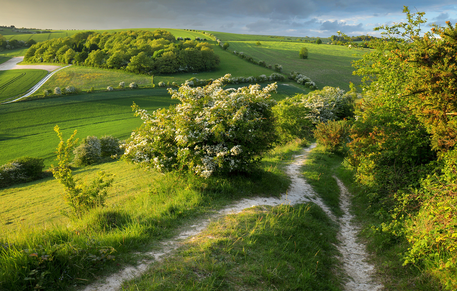 View of the South Downs from Waterpit Hill