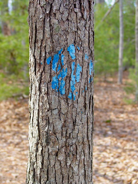 Tree marked with blue blaze [01]