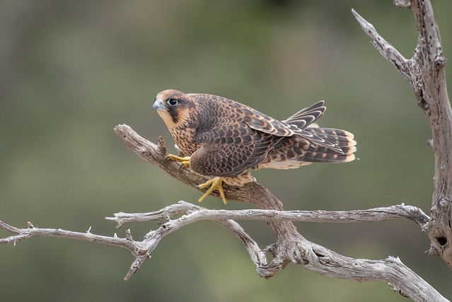 Juvenile Male Peregrine Falcon