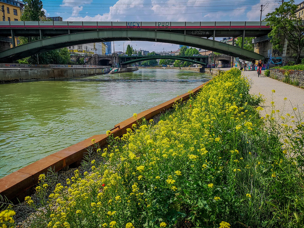 The wild flowers of springtime along the Viennese Danube Canal.