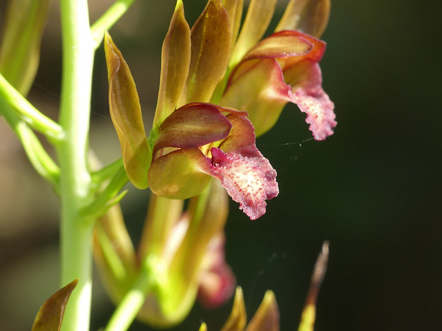 Wild Coco Orchid (Eulophia alta)