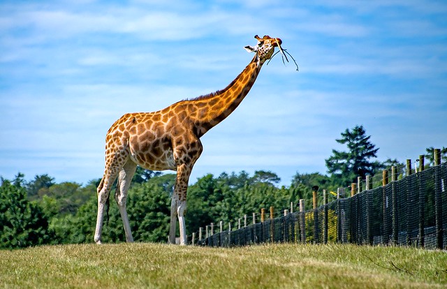 Rothschild Giraffe..