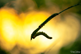 Sawfly larvae by sunset