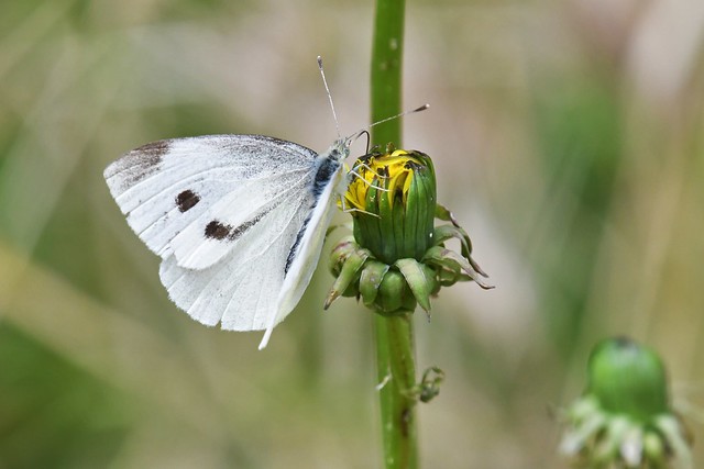 Piéride du chou - Pieris brassicae - Common white