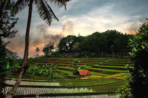 landscape scenery rice field