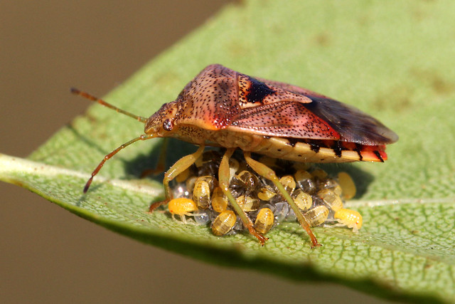 Parent bug and newly hatched offspring
