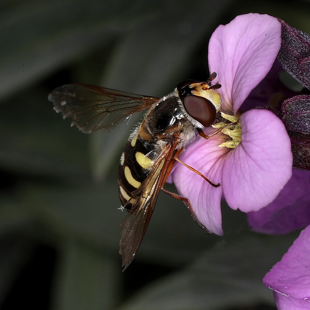 Hover fly.