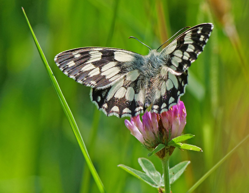 Marbled White Butterfly | Beautiful marbled white butterfly … | Flickr