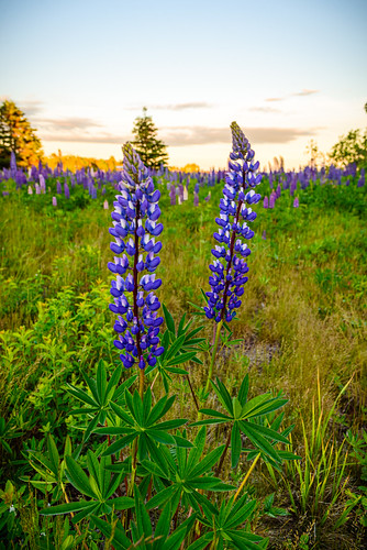 prospectharbor usa hancockcounty gouldsboro sunset plants locationrecorded scenic maine lupine flowers