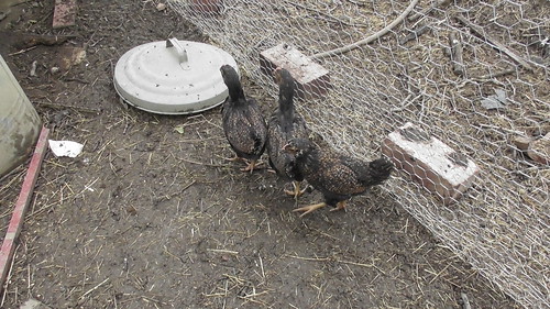 Barnvelder chicks June 20
