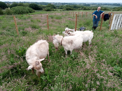 goats in new paddock June 20