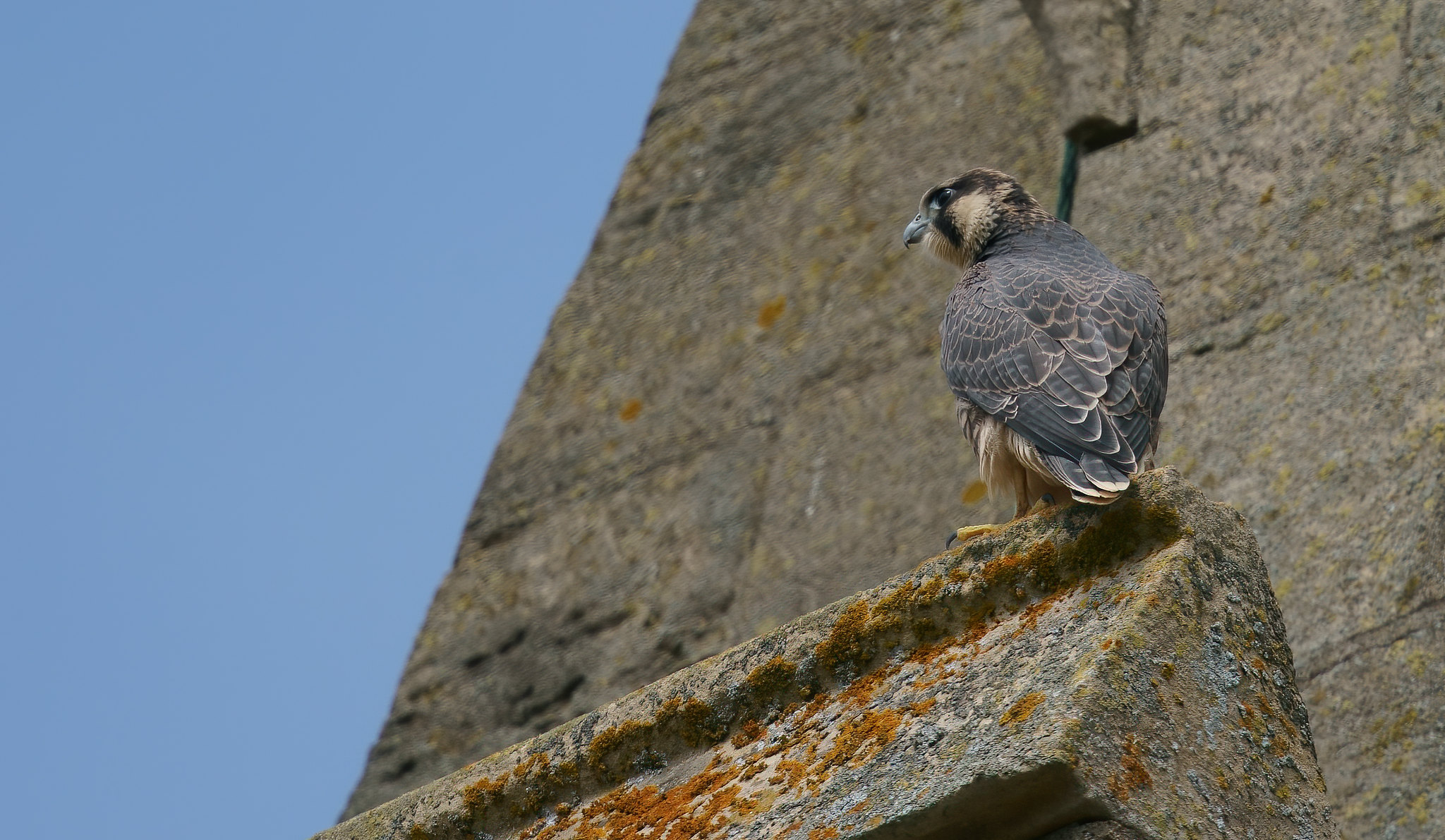 A day with Peregrines