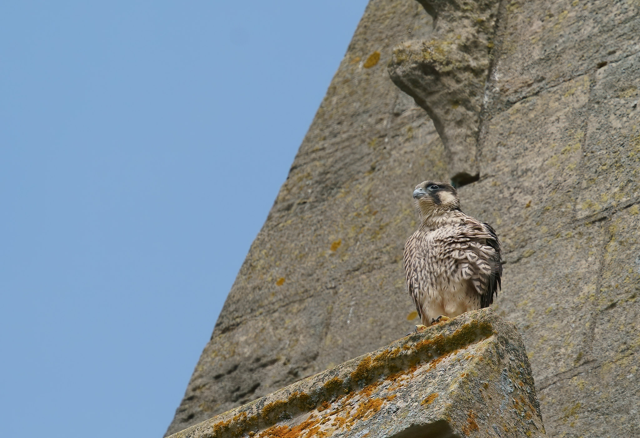 A day with Peregrines