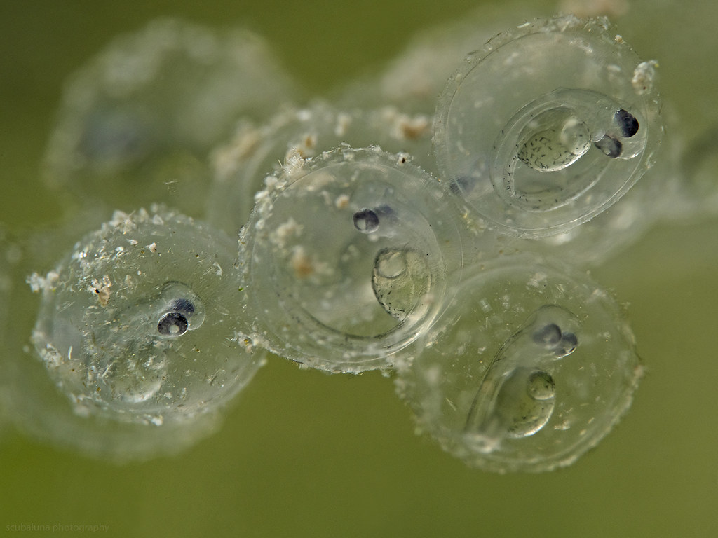 Freshwater fish babys inside the egg, Divesite: Vierwaldstä…