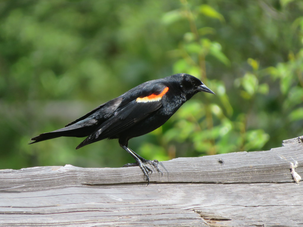 RED-WINGED Blackbird