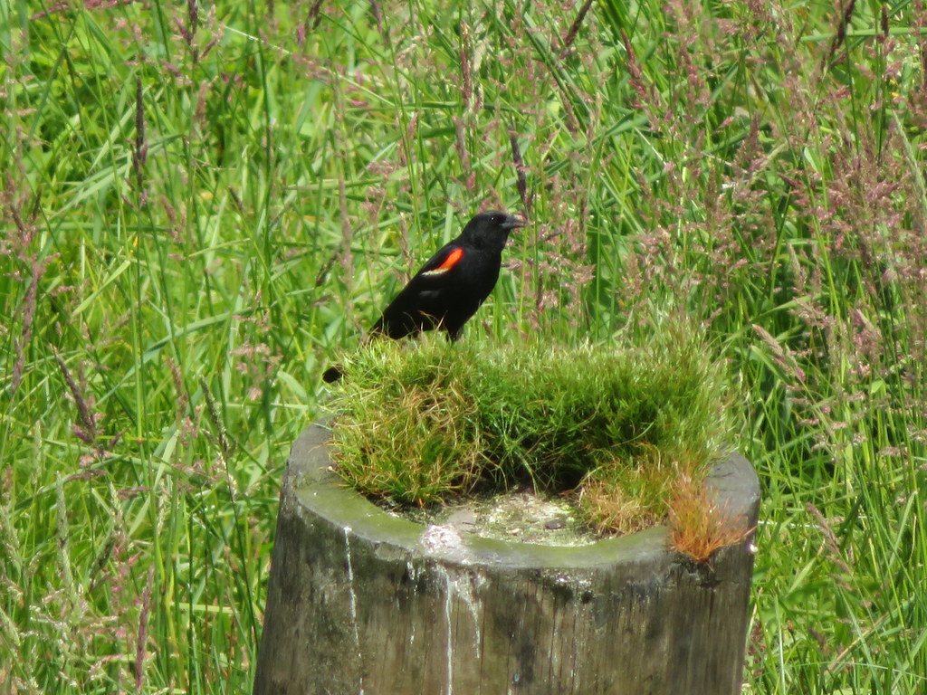 Red - Winged Blackbird