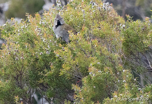 blackthroatedwhipbird psophodesnigrogularis psophodesnigrogularisnigrogularis whipbirds westernwhipbird endangered endangeredspecies cheynesbeach westernaustralia australia