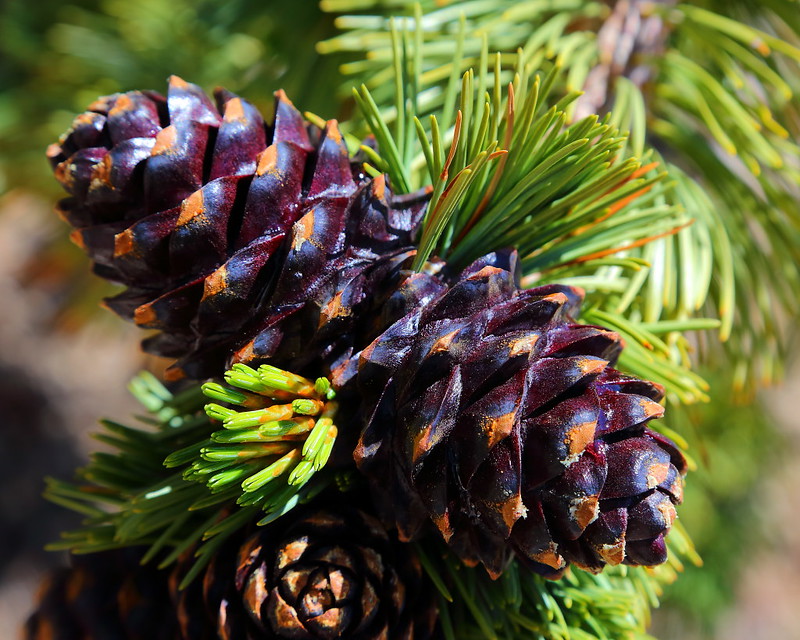 IMG_1612 Seed Cone of Whitebark Pine