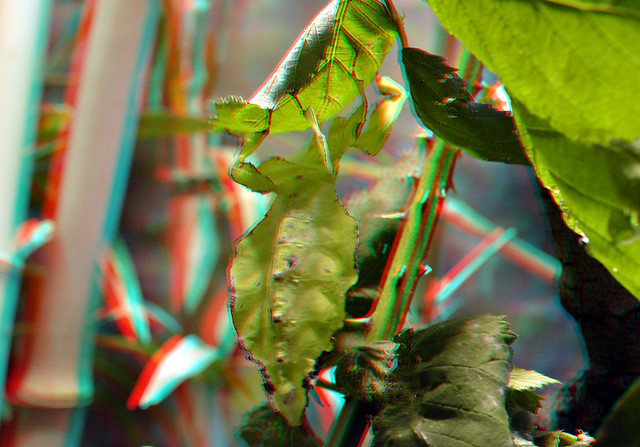 Insect Blijdorp Zoo 3D