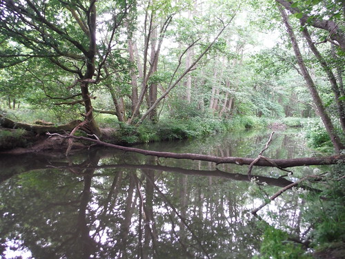 River Wey (South Branch) near Frensham Manor SWC Walk 184 - Bentley to Farnham