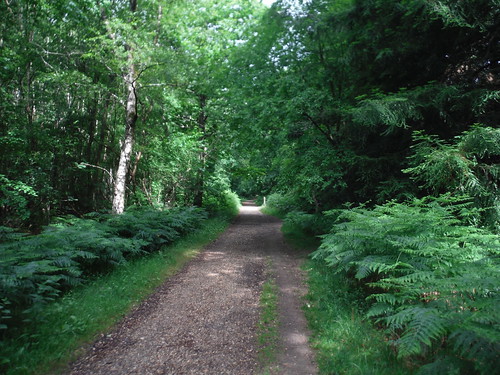 Shipwright's Way in Alice Holt Forest SWC Walk 184 - Bentley to Farnham