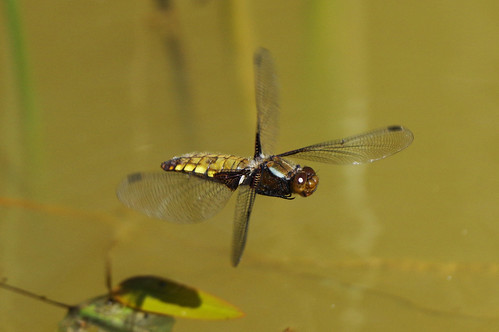 cambridgeshire libelluladepressa monkswood broadbodiedchaser dragonfly egglaying insect nature ovispositing wild wildlife
