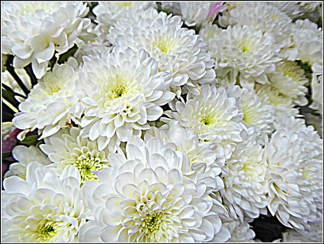 White Chrysanthemums ..