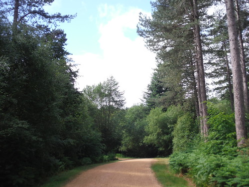 Alice Holt Forest, bridleway en route to Visitor Centre SWC Walk 184 - Bentley to Farnham