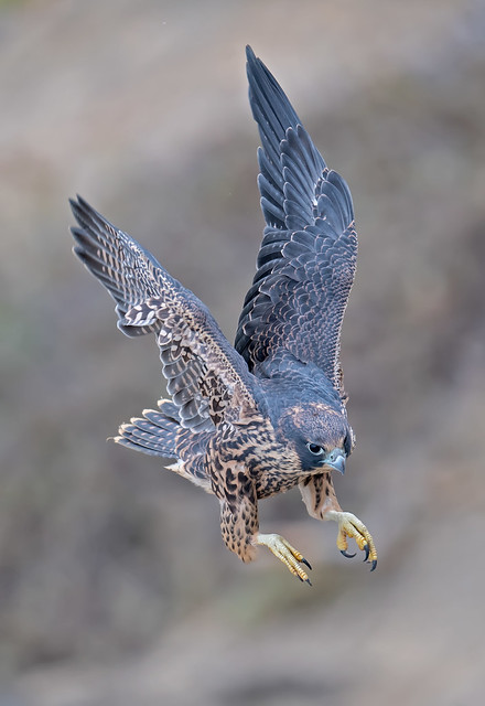 Peregrine falcon fledge