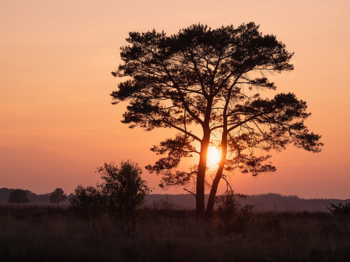 holland nationalpark nationalparkdwingerderveld niederlande sunset sonnenu silhouette romantic romantisch netherlands sun landschaft landscape landschaftsfotografie photography