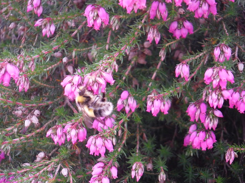 Bumblebee on Heather, Kettlebury Hill SWC Walk 184 - Bentley to Farnham