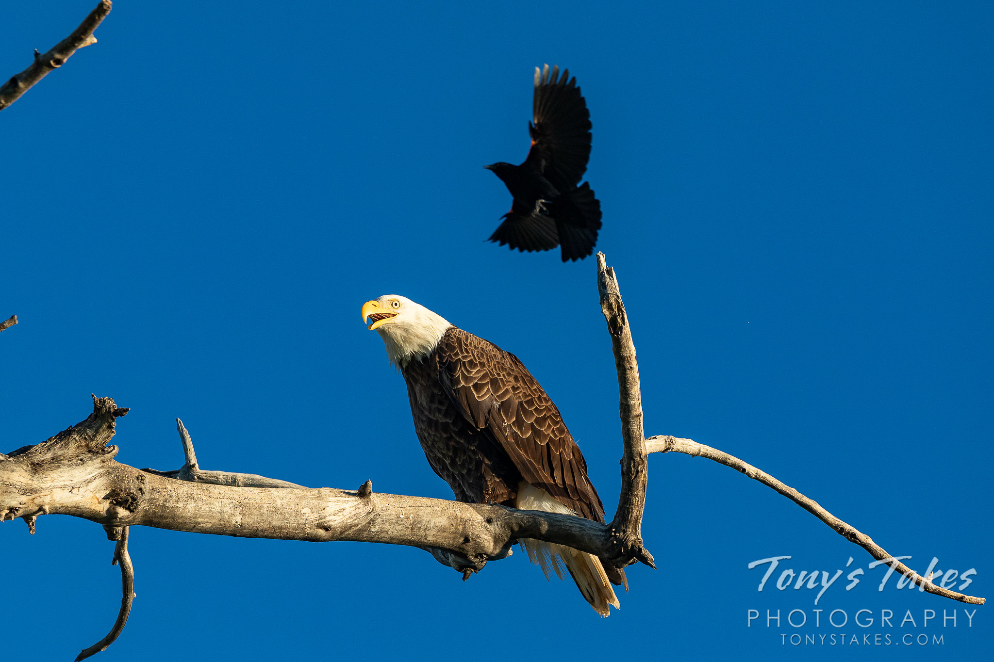 A bald eagle gets hassled by red-winged blackbirds. (© Tony's Takes)