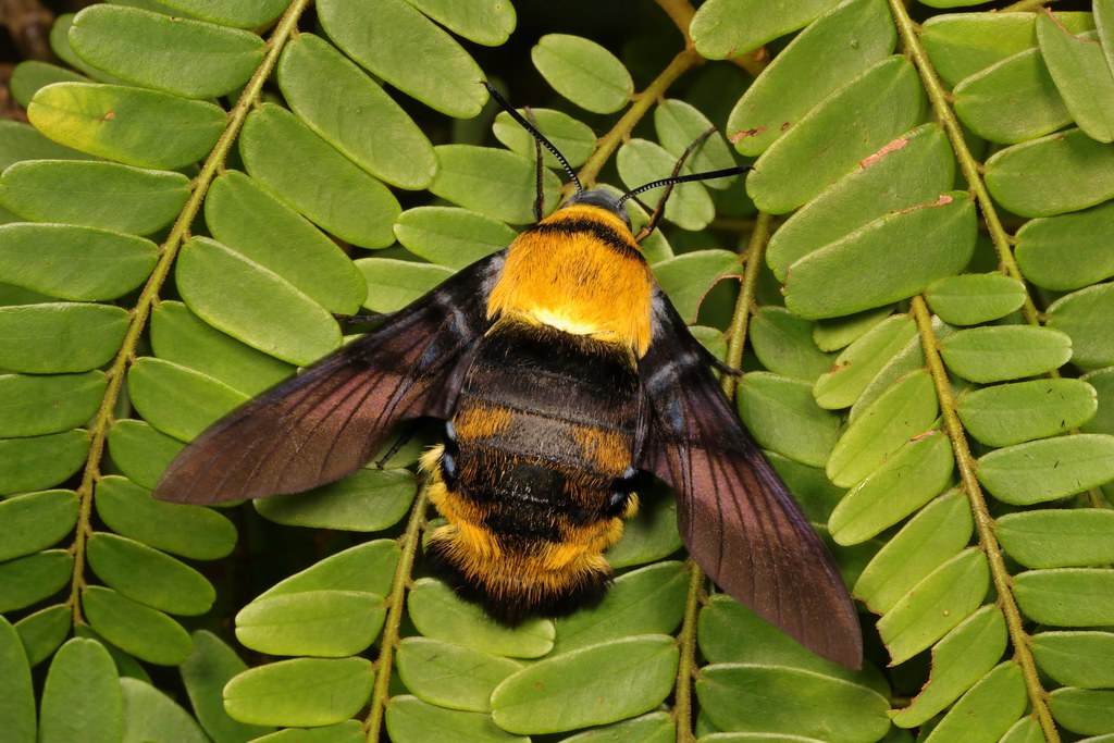 Bee Hawk Moth - Facts: Uncovering the Secrets of This Intriguing Insect -  What's That Bug?