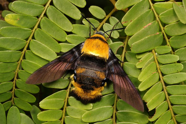 Carpenter Bee Hawk Moth (Sataspes xylocoparis, Smerinthinae, Sphingidae)