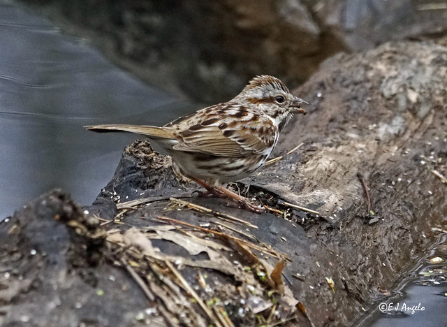 Song Sparrow 5695