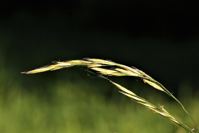 (169) Grass Seedheads
