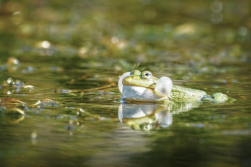 Frogs Inmotion Frog's concert | memories-in-motion | Flickr