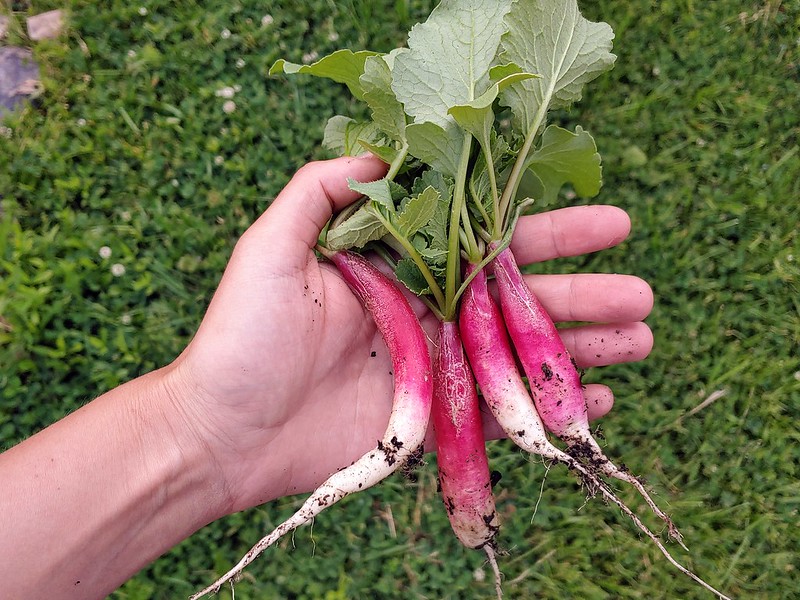 Radish Harvest (~4 weeks)