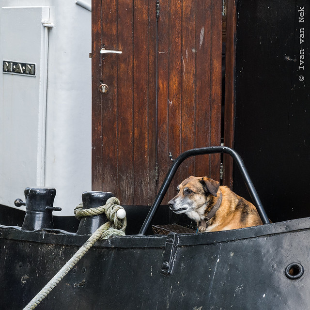 Boathound