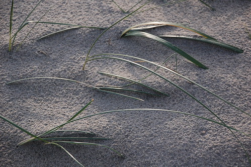 beachgrass sanddesigns oceansideor oregonbeaches oregoncoast beacheslandscapes