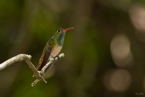 amaziliayucatanensis colibrívientrecanelo buffbelliedhummingbird bird ave