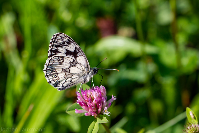 Kleine Schmetterling auf Achse / Little butterfly on Tour